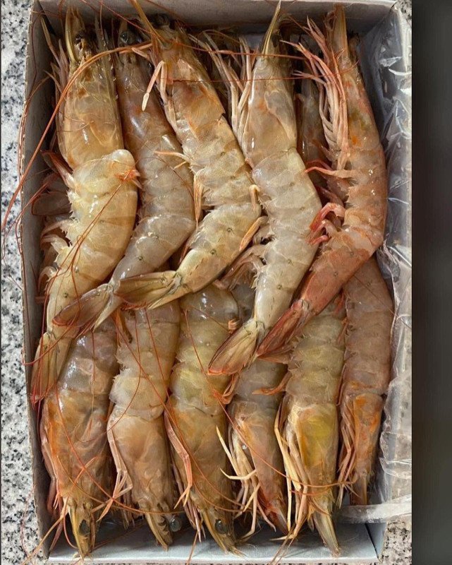 Camarão G      -REF CP006