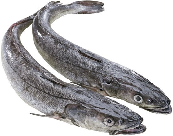 PESCADA G          -REF CP003