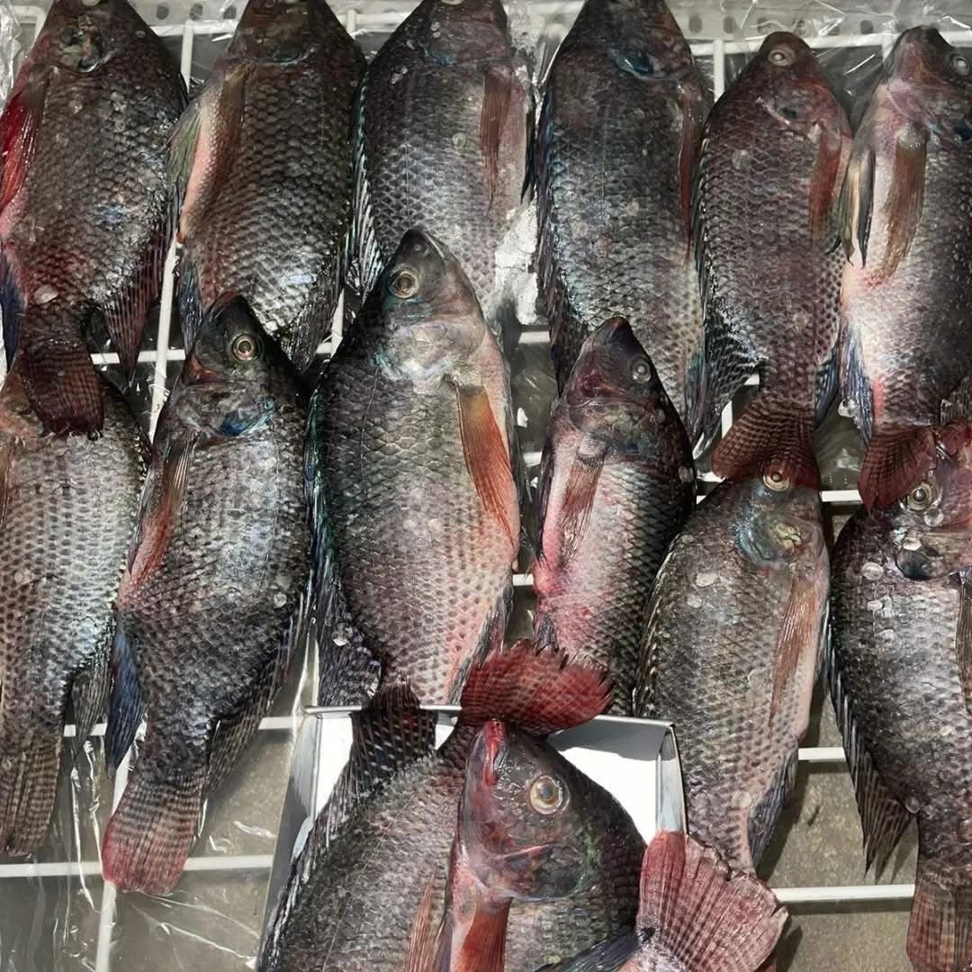 PEIXE Chopa-REF CP25